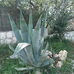 Ankica Ražanac