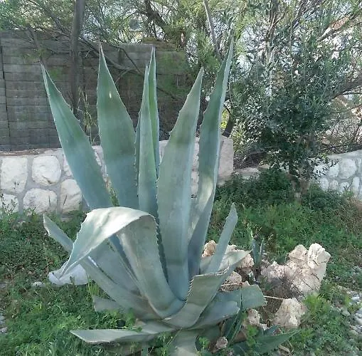 Ankica Ražanac