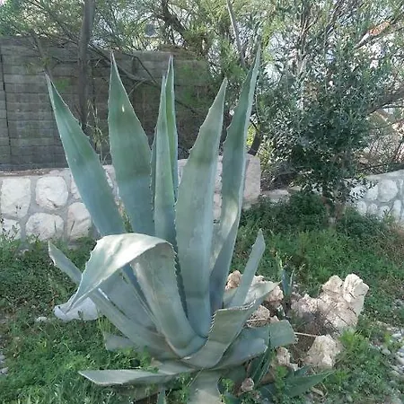 Ankica Ražanac