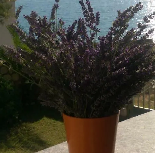 Apartament Ankica